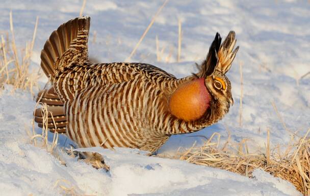 Greater Prairie Chicken Photos