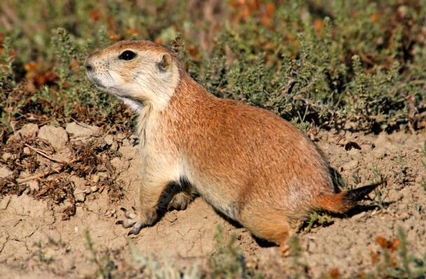 Prairie Dog Photos