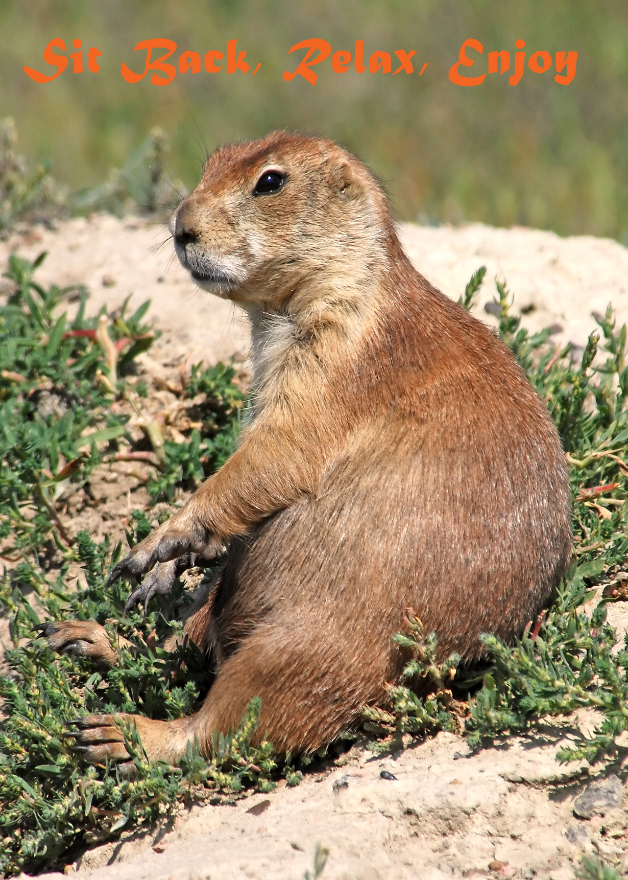 Prairie Dog