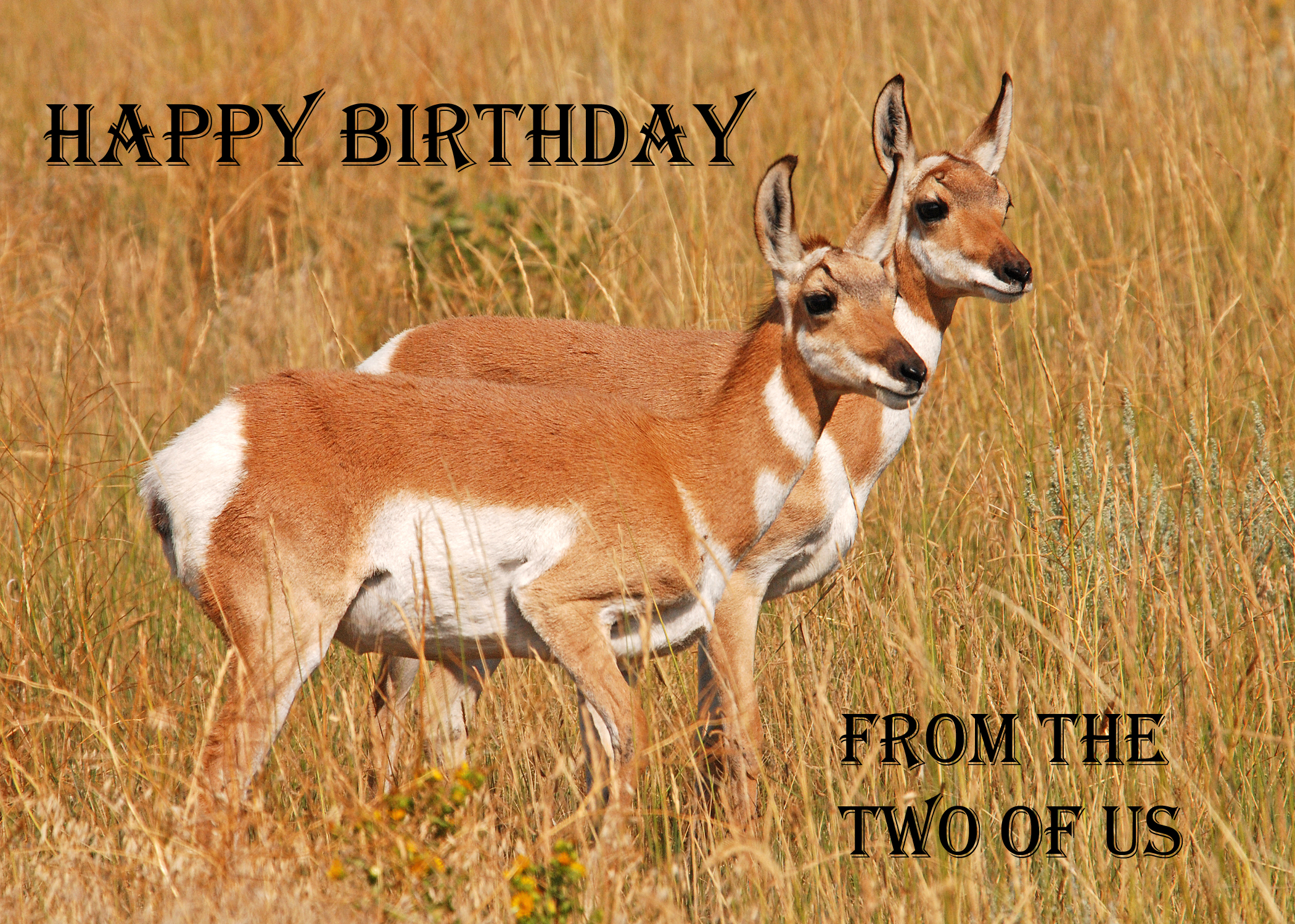 Pronghorn Fawns