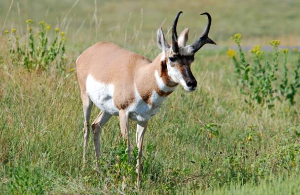 Pronghorn Antelope Photos