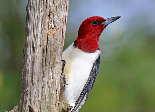 Red-headed Woodpecker