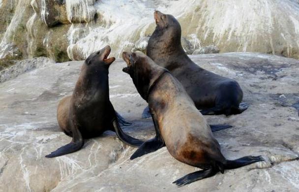 Sea Lion Photos