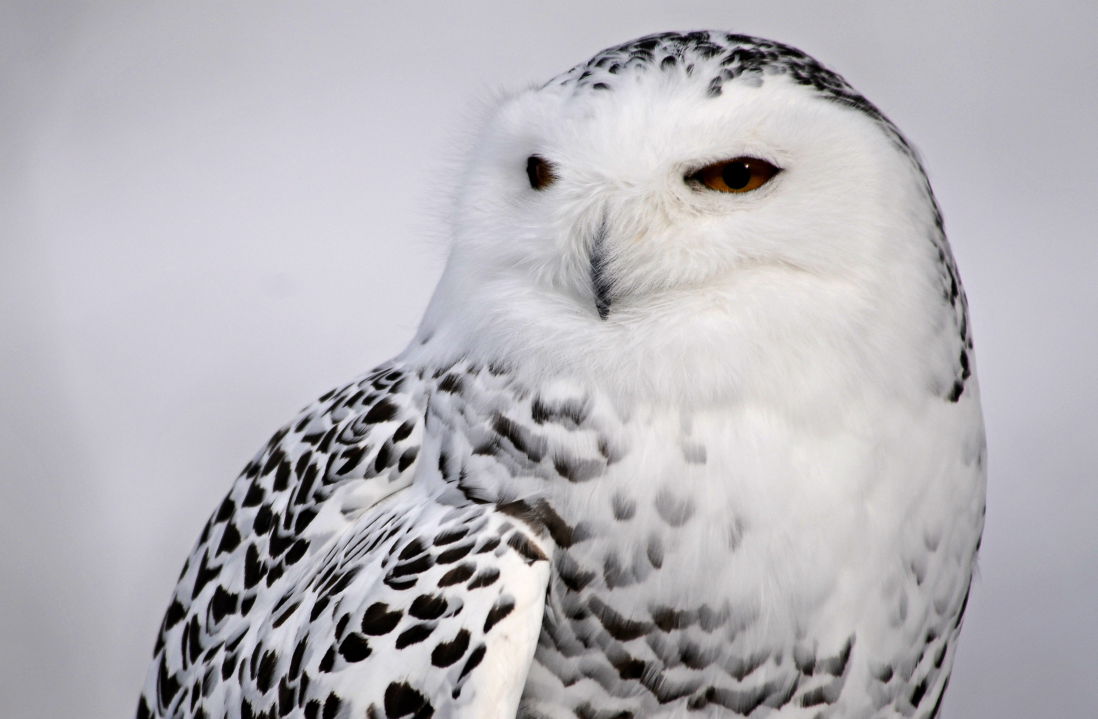 Snowy Owl