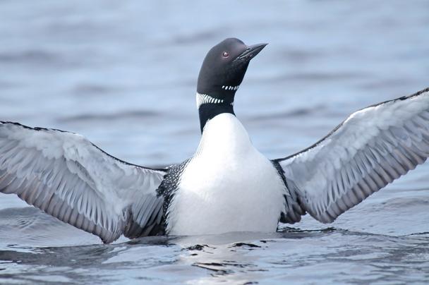 Common Loon