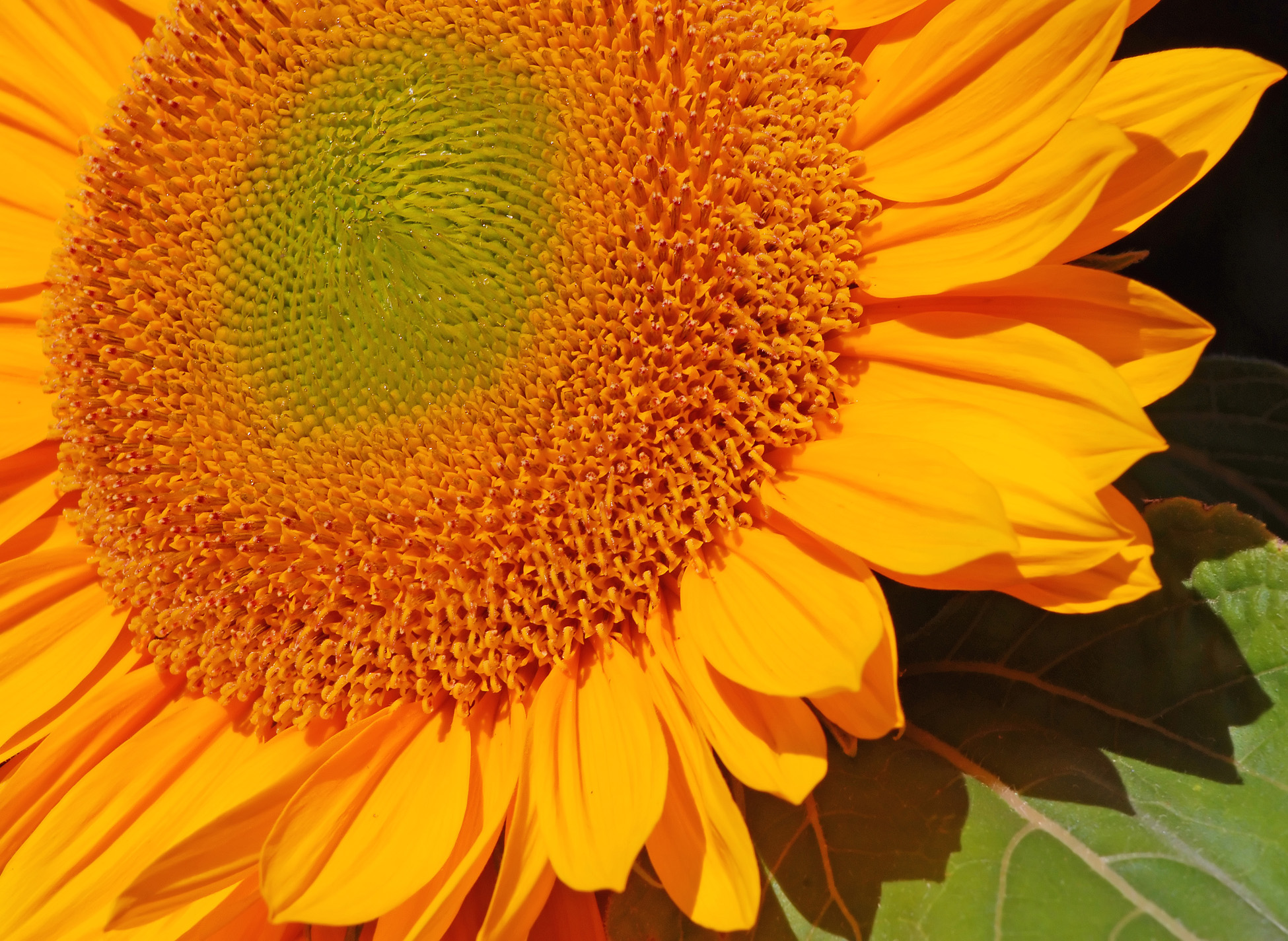 Sunflower