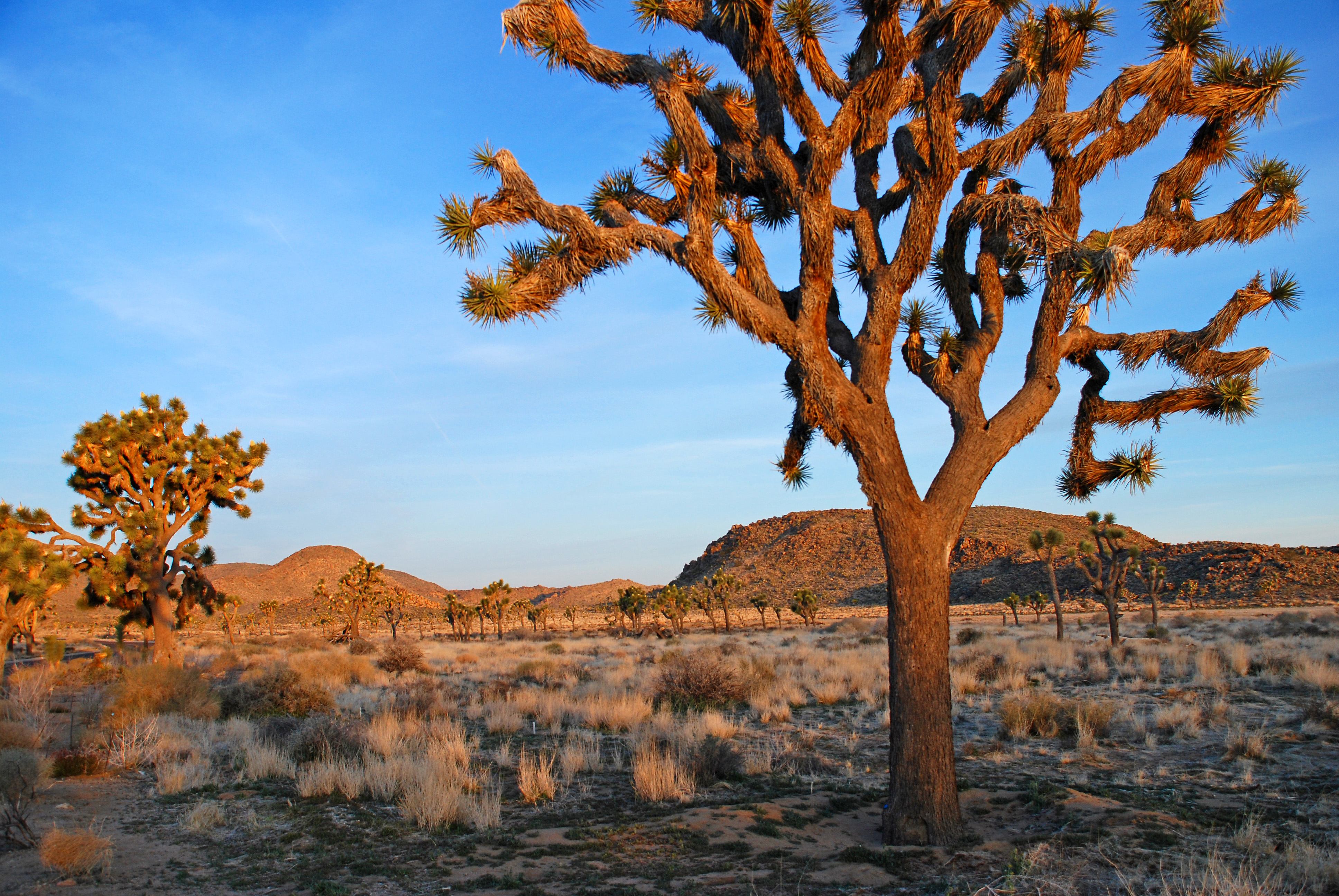 Joshua Tree National Park