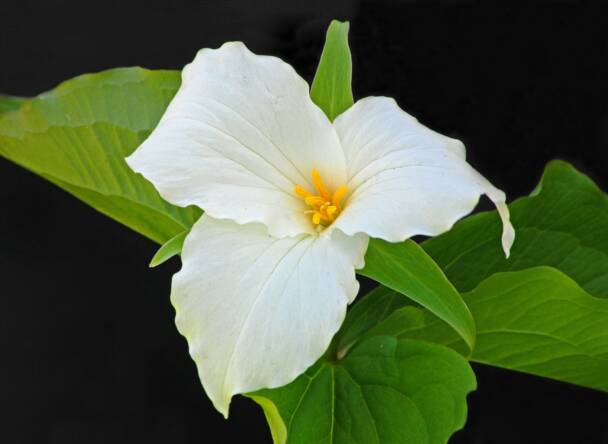 Trillium 