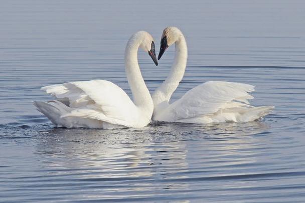 Swans