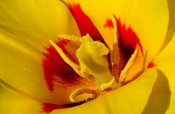 Tulip