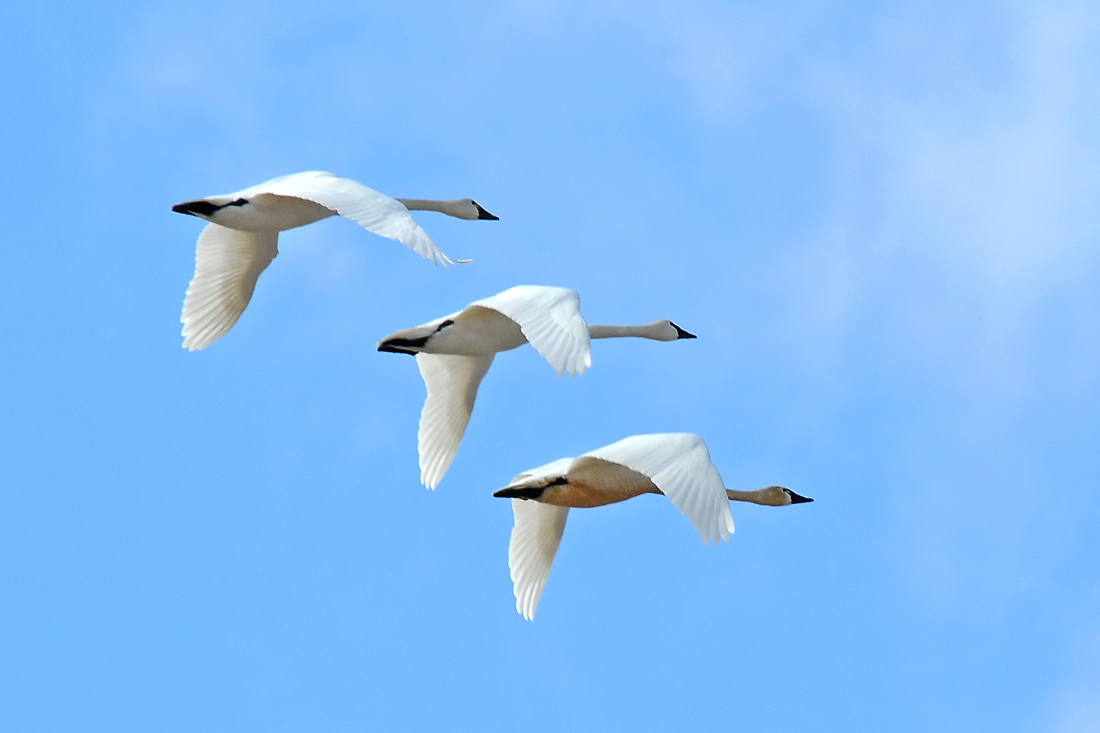 Tundra Swans