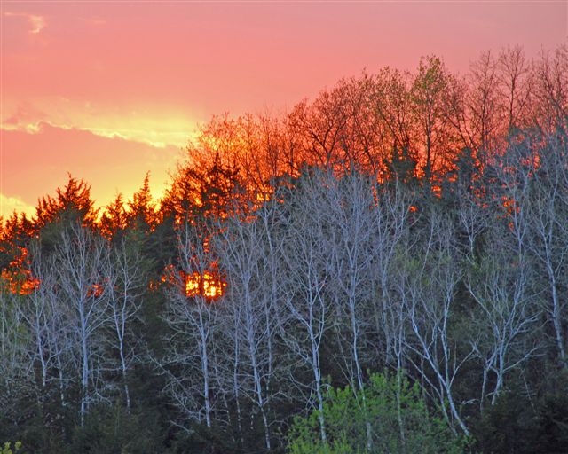 Sunset Birches