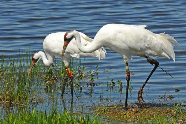 Crane Photos