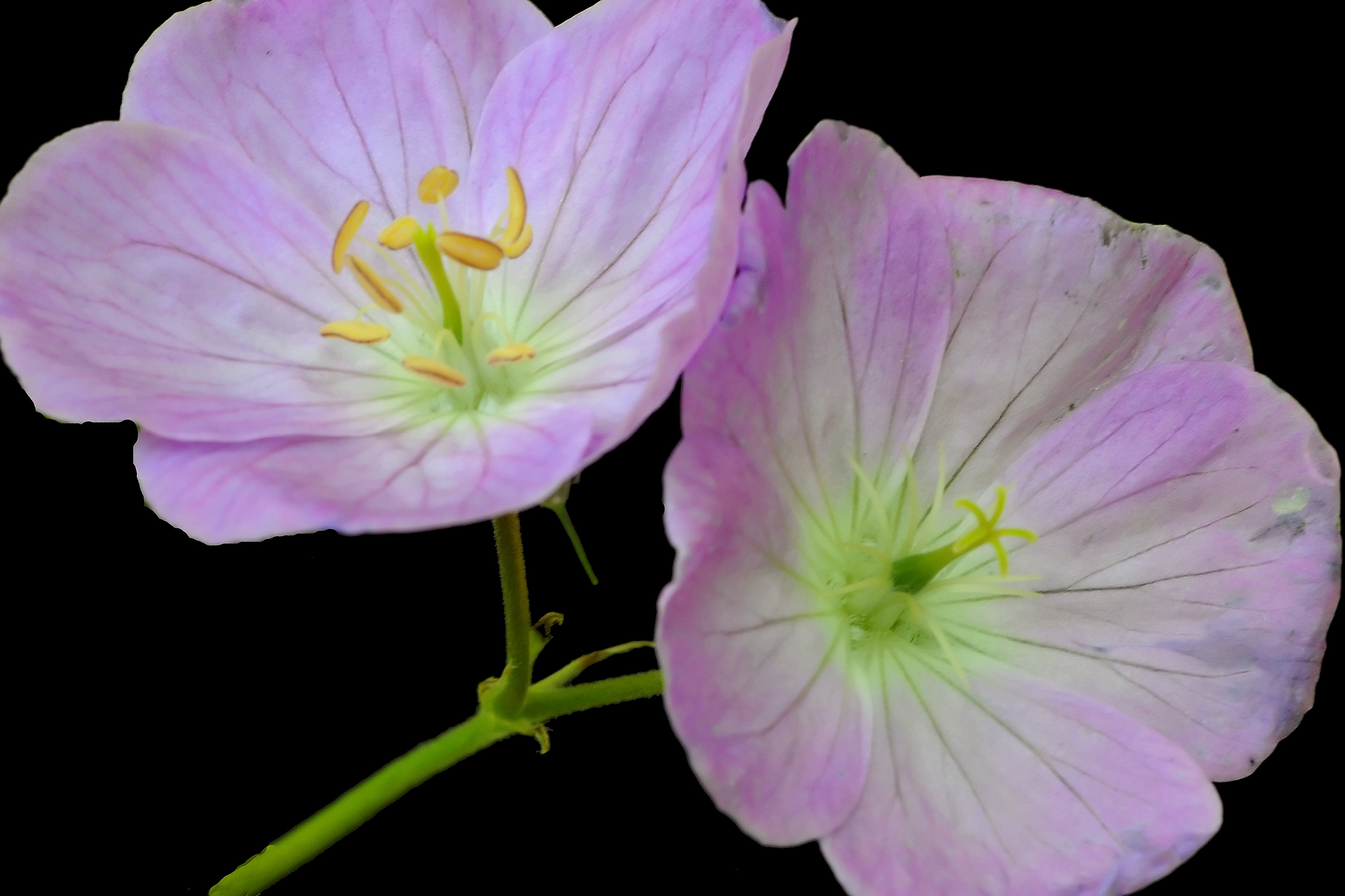 Wild Geraniums