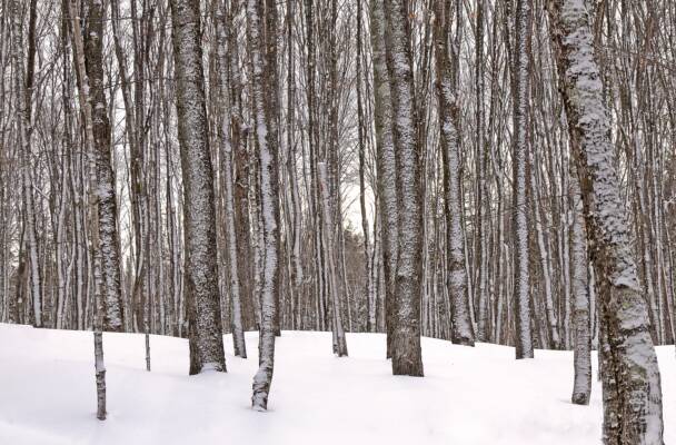 Winter Woods - Michigan