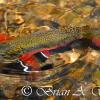 Breaking The Surface - Cut Throat Trout