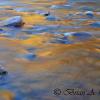 Golden Colors - Swift River