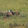 Black Footed Ferret - Endangered