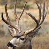 Monster Mule Deer