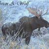 Bull Moose #2 - WY