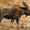 Bull Moose - WY