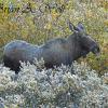 Moose Calf - WY