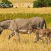 Wild Burro and Cold - Custer State Park, SD