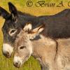 Wild Burros - Custer State Park, SD