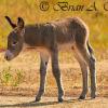 Burro Colt - Custer State Park, SD