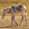 Burro Colt #2 - Custer State Park, SD