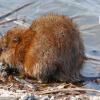 Muskrat