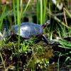 Painted Turtle