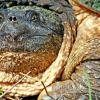 Snapping Turtle