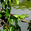 Young Iguana