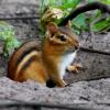 Chipmunk