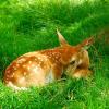 White Tail Deer Fawn