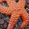 Sea Star