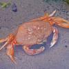 Crab at Salt Creek