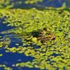 Camoflouged Leopard Frog