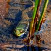 Leopard Frog