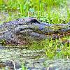 Gator Close-Up