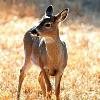 Yearling - Cade's Cove