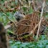 Nutria Nest