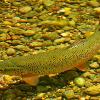 Brook Trout