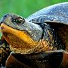 Blandings Turtle - Endangered