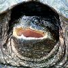 Snapping Turtle - Island Lake