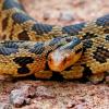 Eastern Fox Snake