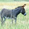 Wild Burro