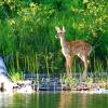 Fawn at Nebish Lake