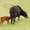 Cow and Calf - Iowa